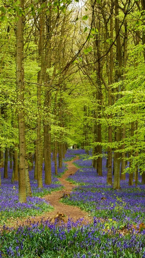 Phenomenon of Blooming Bluebell Flowers