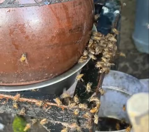 Viral Ice Dawet Seller Surrounded by Bees, Criticized by Foreigners