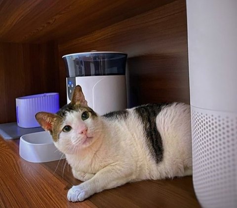 10 Luxurious Pictures of Bobby the Cat's Room Owned by Prabowo Subianto, Complete with AC, Personal iPad, and Expensive Stroller