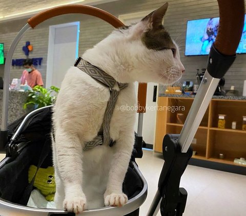10 Luxurious Pictures of Bobby the Cat's Room Owned by Prabowo Subianto, Complete with AC, Personal iPad, and Expensive Stroller