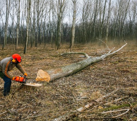 Cutting Down Neighbor's Trees to Get a Better 'View', This Man is Fined Rp13 Billion