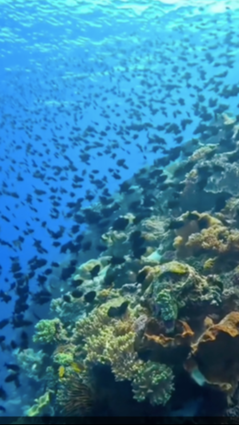 Bak Surga Dunia, begini Penampakan Bawah Laut Pulau Banda Naira yang Disebut Jadi Impian Banyak Orang<br>