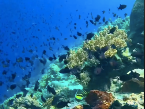 Bak Surga Dunia, begini Penampakan Bawah Laut Pulau Banda Naira yang Disebut Jadi Impian Banyak Orang