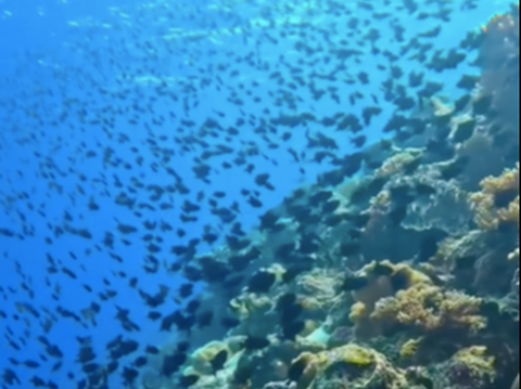 Bak Surga Dunia, begini Penampakan Bawah Laut Pulau Banda Naira yang Disebut Jadi Impian Banyak Orang