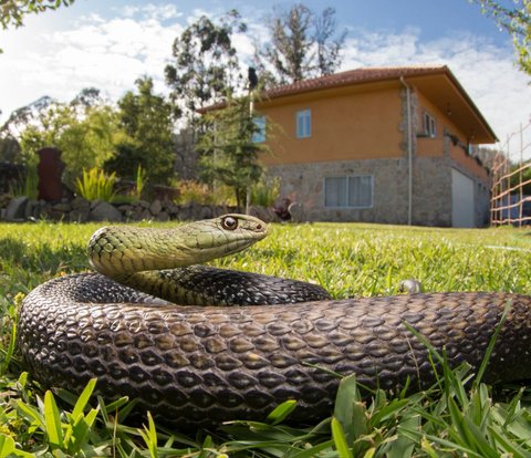 Viral Video Firefighters Evacuating Snakes During Flood, Netizens Distracted by Mother's Voice