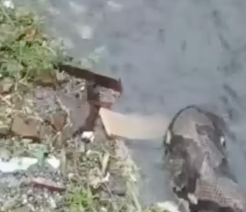 Viral Video Firefighters Evacuating Snakes During Flood, Netizens Distracted by Mother's Voice