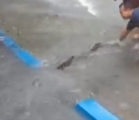 Viral Video Firefighters Evacuating Snakes During Flood, Netizens Distracted by Mother's Voice