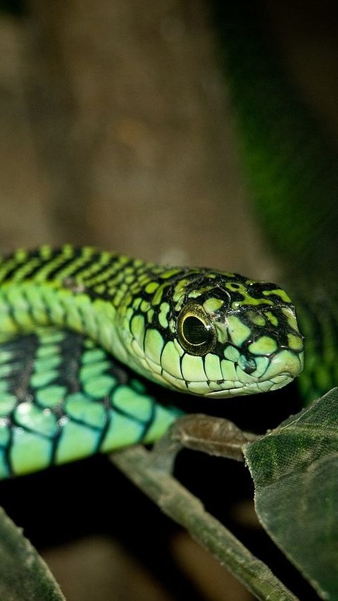 8. Boomslang<br>