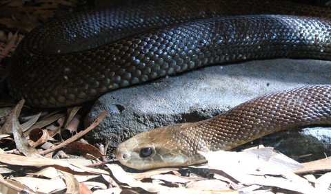 9. Coastal Taipan