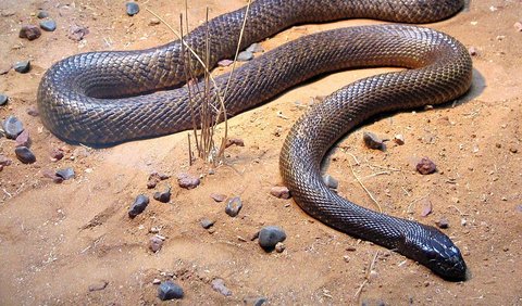 1. Inland Taipan