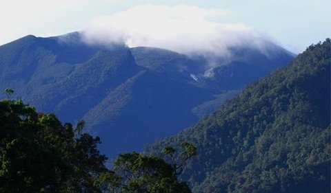 Apa Itu Hutan Awan?