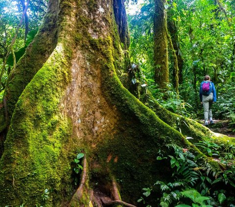 Misteri Hutan Awan, Tempat Mirip Dongeng yang Nyata dan Punya Hewan-Hewan Menakjubkan