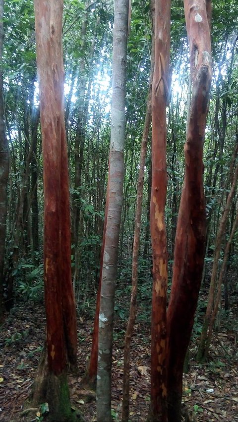 <b>Fakta Unik Pohon Pelawan di Bangka Belitung, Batangnya Berwarna Merah dan Penghasil Madu Liar</b>
