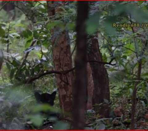 Melihat Hewan Langka di Kawasan Hutan Lereng Gunung Slamet, Rawan jadi Incaran Pemburu Liar