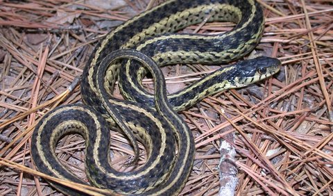 Eastern Garter Snake (Thamnophis sirtalis sirtalis)