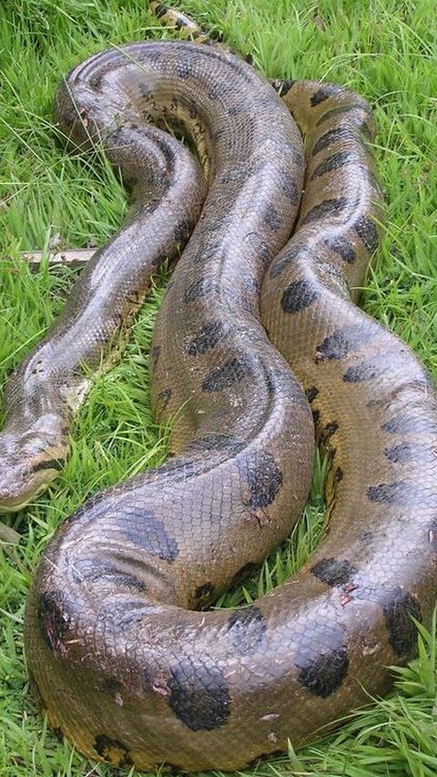 Anaconda Terbesar yang Pernah Ditemukan di Dunia, Panjang 10 Meter dan Bobot 400 Kg