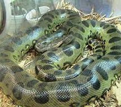 Anaconda Terbesar yang Pernah Ditemukan di Dunia, Panjang 10 Meter dan Bobot 400 Kg