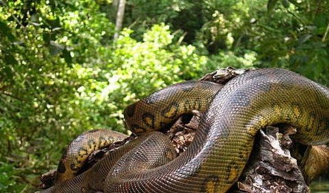 Apakah Anaconda Berbisa atau Berbahaya?