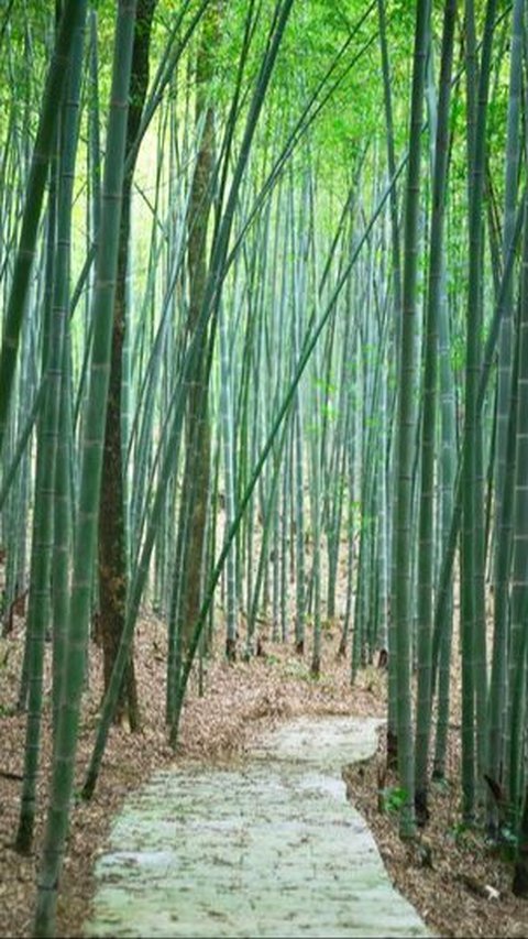 Potret Kebun Raya Bambu Pertama di Indonesia, Punya 103 Jenis Bambu dari Dalam dan Luar Negeri untuk Hadapi Krisis Lingkungan