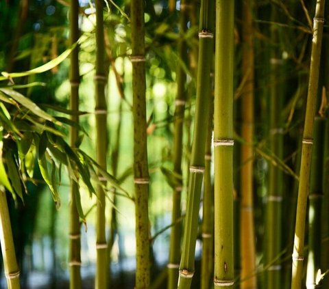 Potret Kebun Raya Bambu Pertama di Indonesia, Punya 103 Jenis Bambu dari Dalam dan Luar Negeri untuk Hadapi Krisis Lingkungan