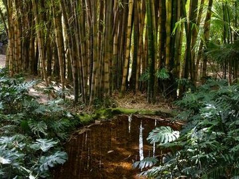 Potret Kebun Raya Bambu Pertama di Indonesia, Punya 103 Jenis Bambu dari Dalam dan Luar Negeri untuk Hadapi Krisis Lingkungan