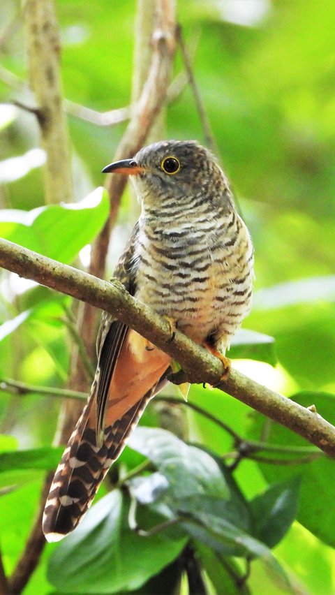 <b>Mitos Burung Kedasih di Tengah Masyarakat Indonesia, Simak Ulasannya</b>