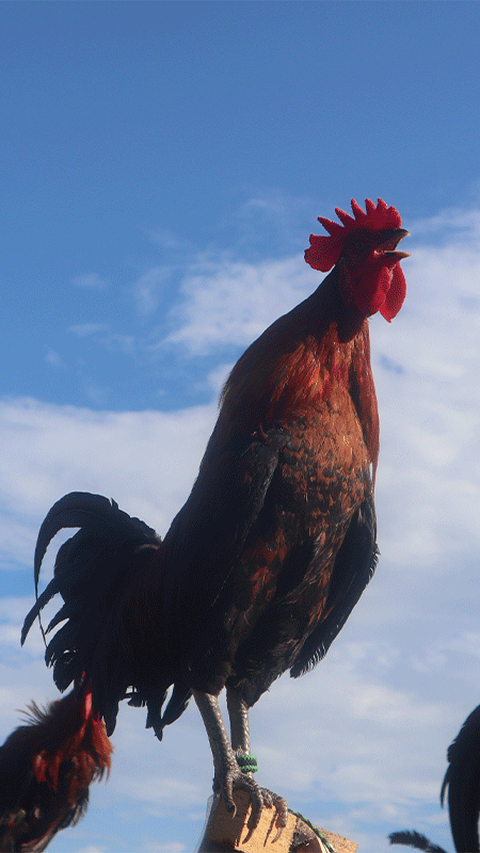 <b>Mengenal Ayam Kukuak Balenggek, Hewan Endemik Sumatera Barat yang Punya Suara Merdu</b>