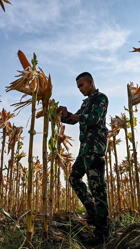 FOTO: Potret Pajurit TNI Berbaju Loreng Panen Jagung di Aceh