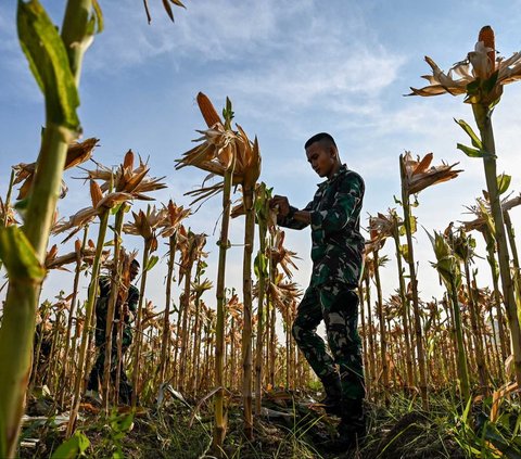 Sejumlah prajurit TNI berbaju loreng memanen jagung di sebuah ladang di Japakeh, Aceh Besar, Aceh, pada Selasa (6/2/2024). Jagung-jagung yang dipanen prajurit TNI itu ditanam di lahan milik Yonif Raider 112/Dharma Jaya.