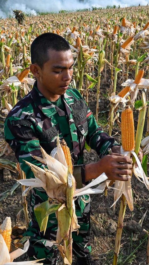 Penanaman jagung merupakan bagian dari kerjasama TNI dan Kementerian Pertanian dalam upaya percepatan produksi pangan nasional.