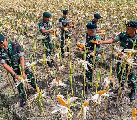 FOTO: Potret Pajurit TNI Berbaju Loreng Panen Jagung di Aceh