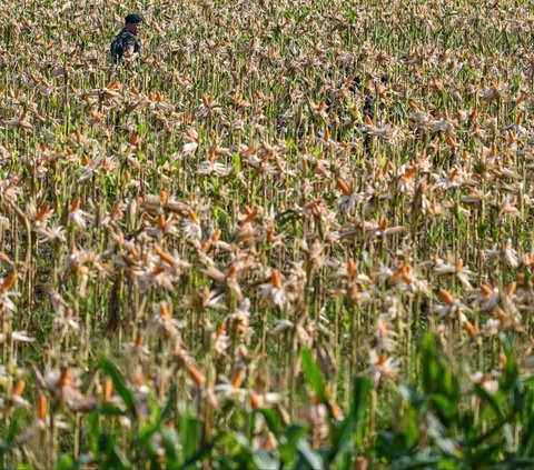 FOTO: Potret Pajurit TNI Berbaju Loreng Panen Jagung di Aceh