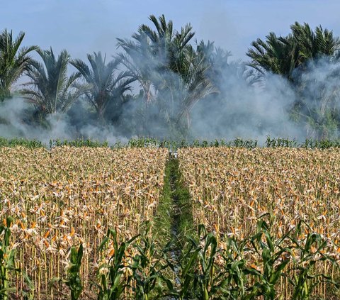 FOTO: Potret Pajurit TNI Berbaju Loreng Panen Jagung di Aceh