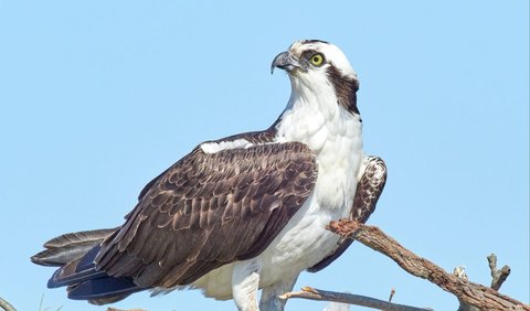 1. Memiliki Ukuran Mirip Burung Osprey<br>