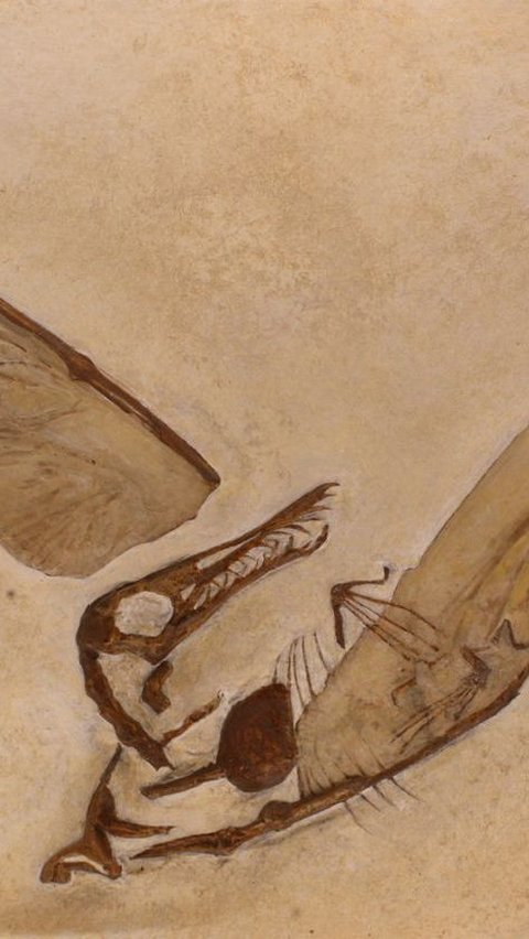 3. Fosil Pterosaurus Periode Jurassic Tengah Jarang Ditemukan<br>
