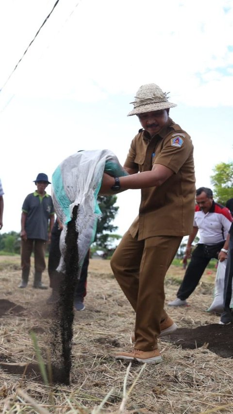 50 Ton Pupuk Organik Hasil Metode Osaki Jepang Dibagikan ke Petani Klungkung Bali