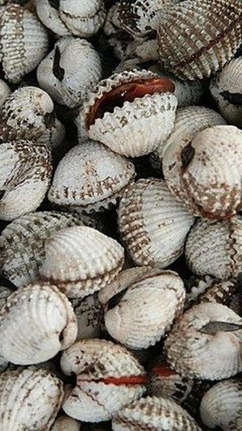 5. Kerang Darah<br>