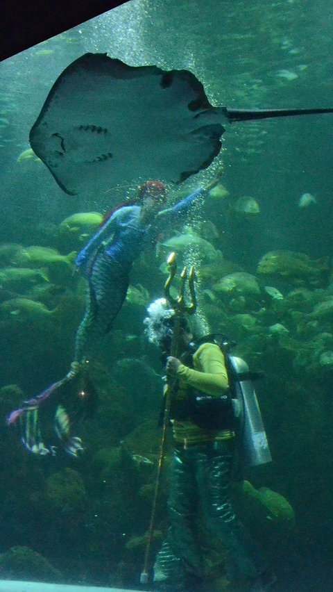 Atraksi penyelam di dalam akuarium saat menghibur pengunjung Sea World Ancol, Jakarta, Kamis (8/2/2024). 