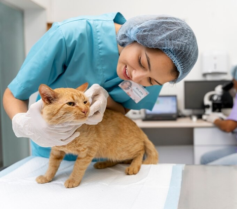 Apakah Kucing Harus di Steril? Ini Manfaat yang Didapat untuk Anak Bulu Kesayangan