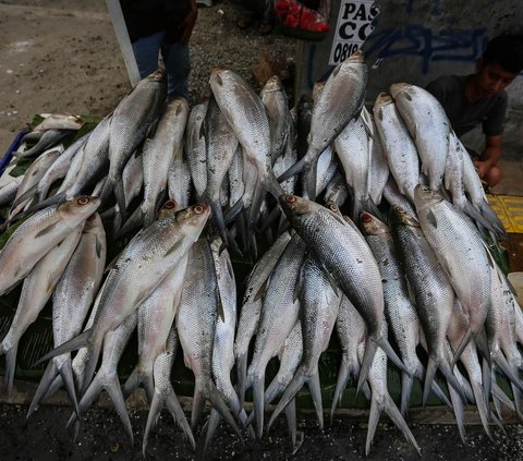 Menjelang perayaan Imlek, sejumlah pedagang ikan bandeng mulai menjamur di berbagai kawasan Ibu Kota Jakarta. Salah satunya di Rawa Belong, Jakarta Barat. Hal itu terjadi lantaran ikan bandeng merupakan salah satu sajian wajib, selain kue keranjang dan jeruk, pada perayaan Imlek. Liputan6.com/Angga Yuniar