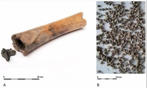 Arkeolog Temukan Benih Tanaman Beracun dalam Tulang Hewan, Narkotika Orang Romawi Kuno