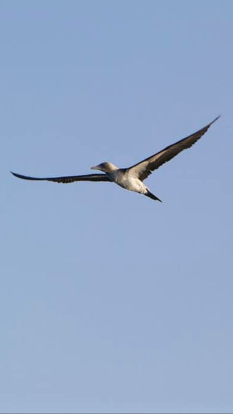 15. Burung Penciduk Galápagos