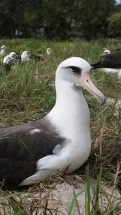 12. Albatros Melambai<br>