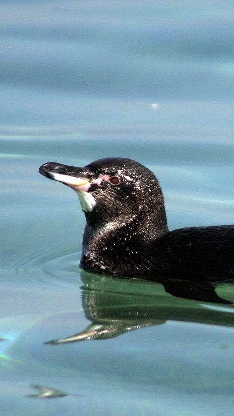 10. Penguin Galapagos