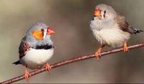 9. Burung Finch Darwin
