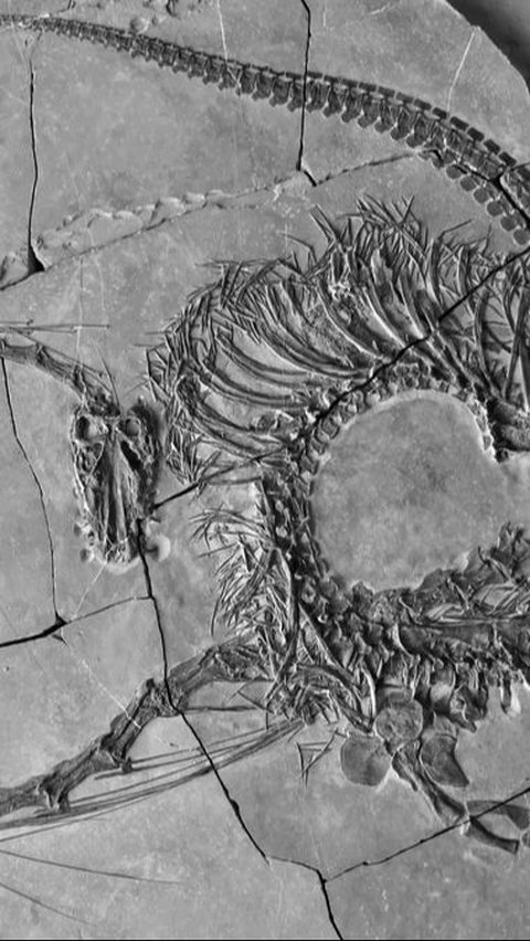 Scientists Discover 240 Million-Year-Old Dragon Fossil, Not Just a Myth?