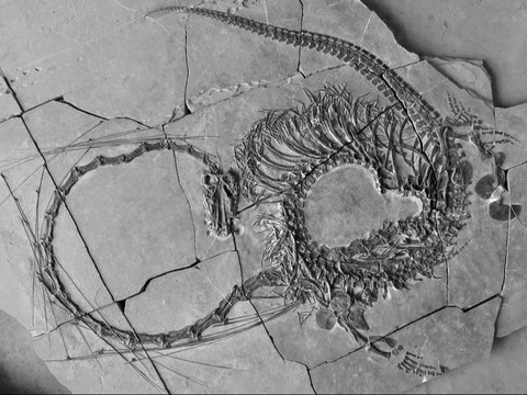 Scientists Discover 240 Million-Year-Old Dragon Fossils, Not Just Myths?