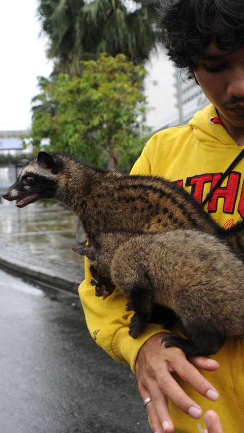 Makanan Musang Rase<br>