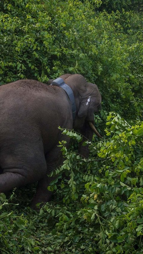 Pasang Kabel Telanjang di Kebun Hingga Sebabkan Gajah Mati, Petani di Aceh Ditangkap