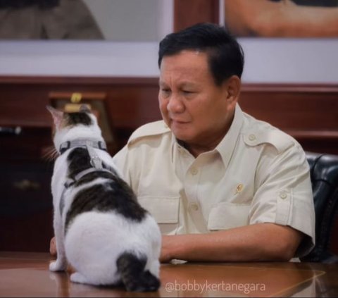 The cost of treating Bobby the Cat Prabowo makes the heart melt, can be used for free lunch for 13 children
